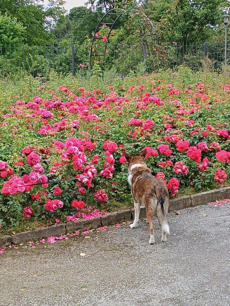 Grugapark Essen