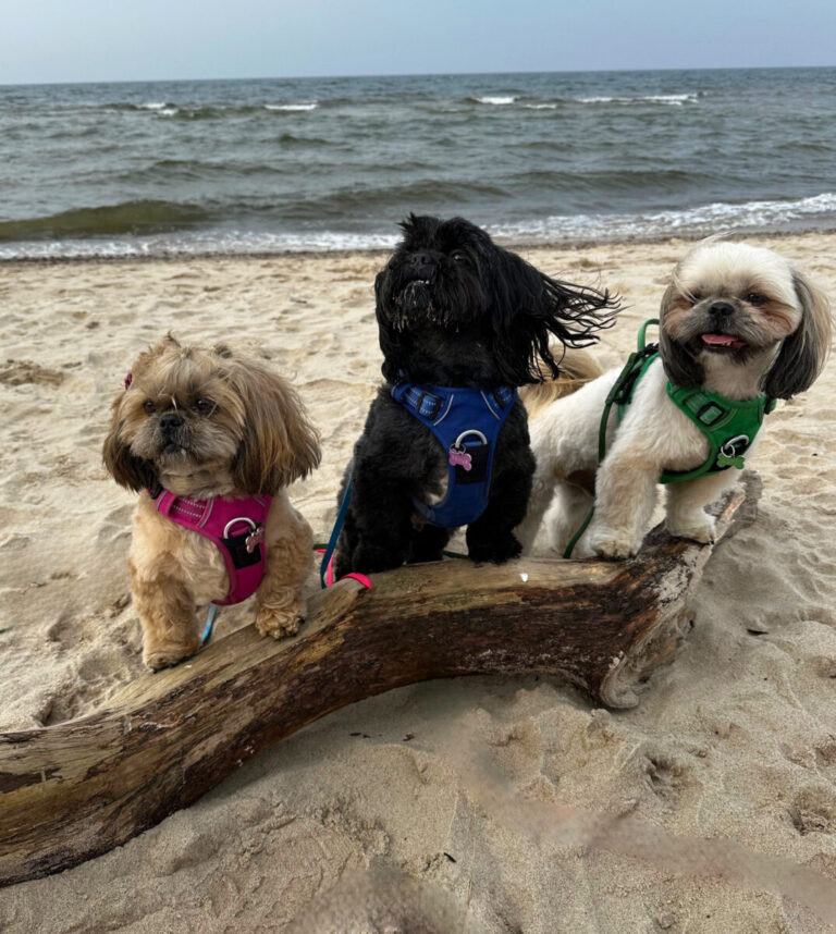 Psiolubna plaża w Łukęcinie