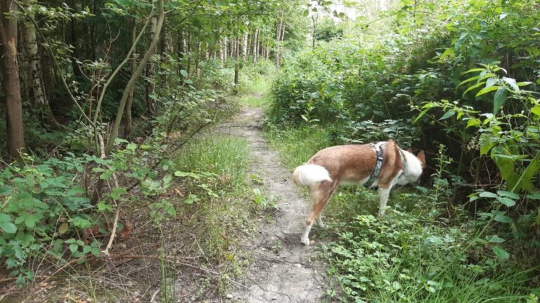 Buggenhoutbos – las i wybieg dla psów