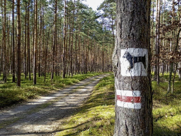 Janików – Dąbrowy Janikowskie